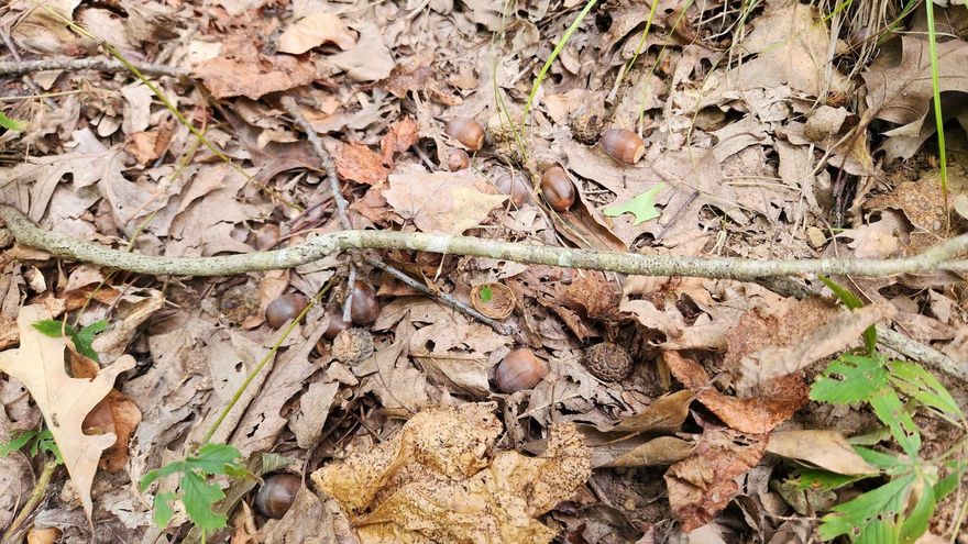 What an amazing opportunity. This sensational wooded tract is located on the famous and historic Highway 7 S. near Jasper, AR. Over 1,100' of highway frontage gives you ample options for development. This tract is loaded with a healthy stand of hardwood timber consisting of White Oak, Red Oak, Post Oak and more. There are also some towering pine trees scattered throughout. The rolling topography is the ideal make up of character and privacy but also workable and usable ground. A recently built driveway is complete with culvert and fresh chat. There are several trails cut through the land to navigate by ATV or foot. These trails meander across the landscape to several larger flats that would be ideal for RV's or rental cabins. The proximity to Jasper, AR, the famous Buffalo National River, Dogpatch, AR and ample National Forests and more provide ideal attraction for all tourists. The beautiful landscape boasts large trees and even some potential great views of the surrounding valleys and mountain tops. With some light tree clearing, the views could be breathtaking. Tracts like these don't just pop up everyday... Call today for your private showing.