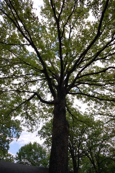 PARK HILL - Residential