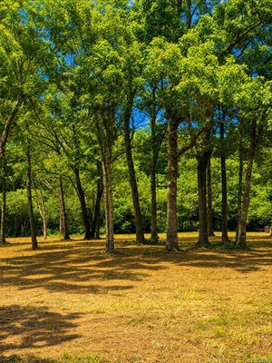 164 CEMETERY RD, CLINTON, AR 72031 - Image c01fcc6e6001a3c9e5ce86b13dd1c849/3796186894