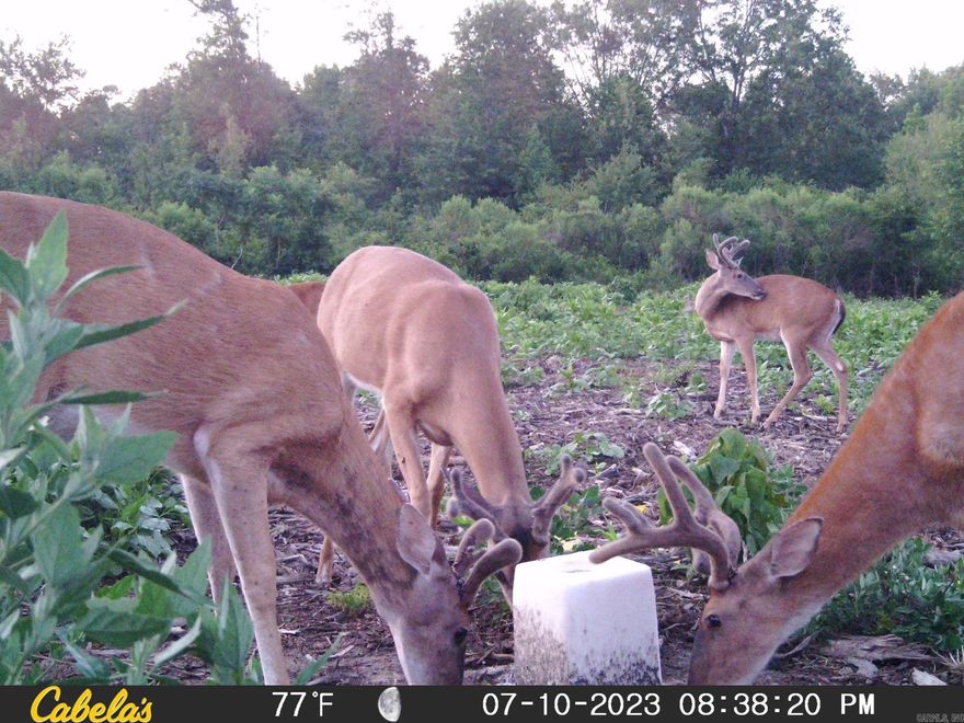 19.56 Acres that will make a nice country home site and/or hunting spot. Deer have been seen regularly there. 1St electric, Connect2 Fiber and Des Arc Public water services the area. The property is unrestricted for what ever building needs you desire to place there. A short drive to area towns makes it convenient and able to live that country life some of us love to live. You will need to get permission from the listing agent before going onto property since it's hunting season and there may be hunters out there trying to fill their tags.  Pictures are from a couple years ago. No owner financing, No leasing, No rent to own. Property is Agent Owned. We would love to make this yours. Contact us today. Thanks and have a great day.