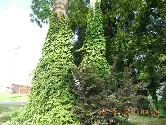 Monticello Original - Commercial Sale