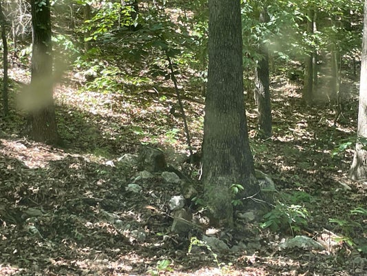 141 DUNCAN RD, POUGHKEEPSIE, AR 72569 - Image c10e4c8e8f4b12b0fd088ea295a29bda/3848166840