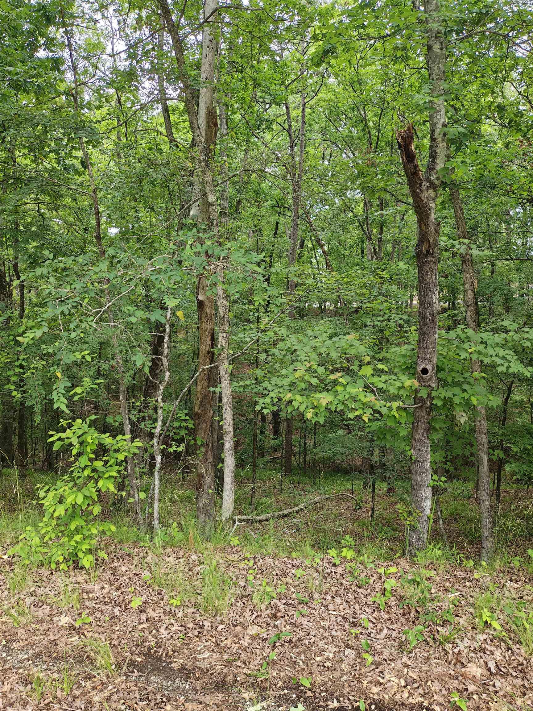 Wooded lot