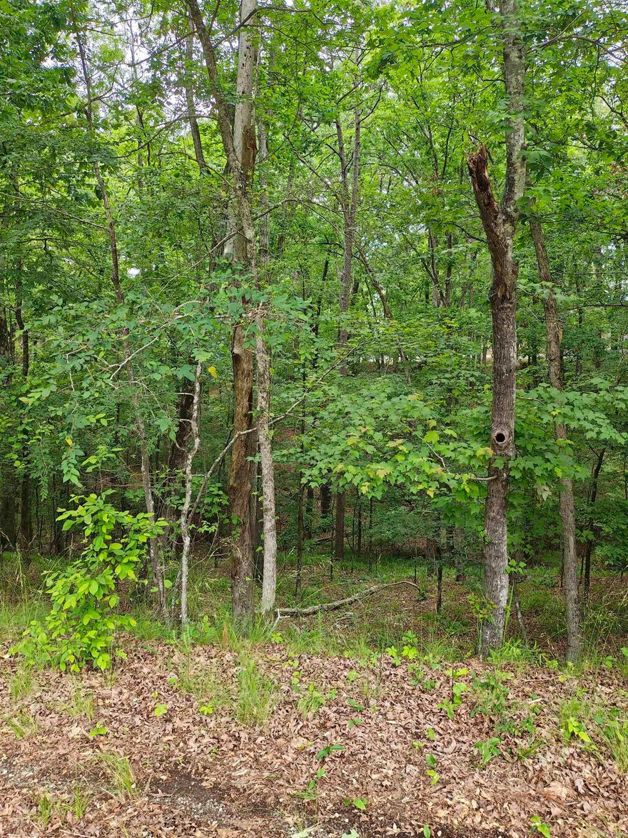 Wooded lot
