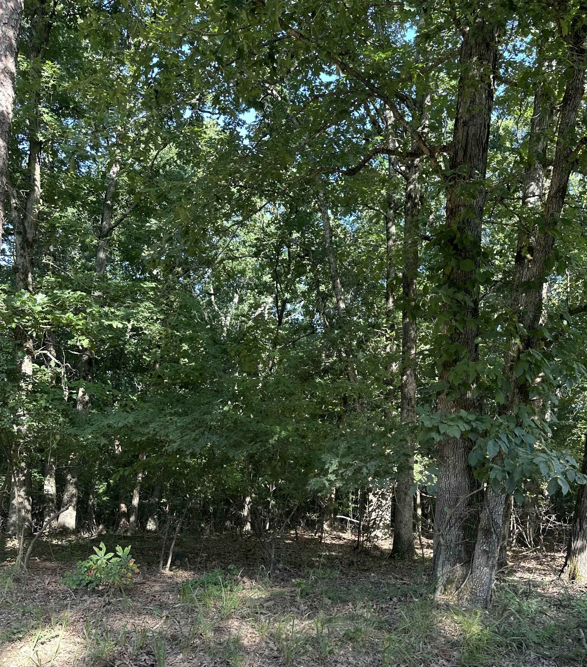 5 serene acres nestled among trees ideal for building the country home you’ve always imagined. Space to roam, room to grow, and nature at your doorstep!