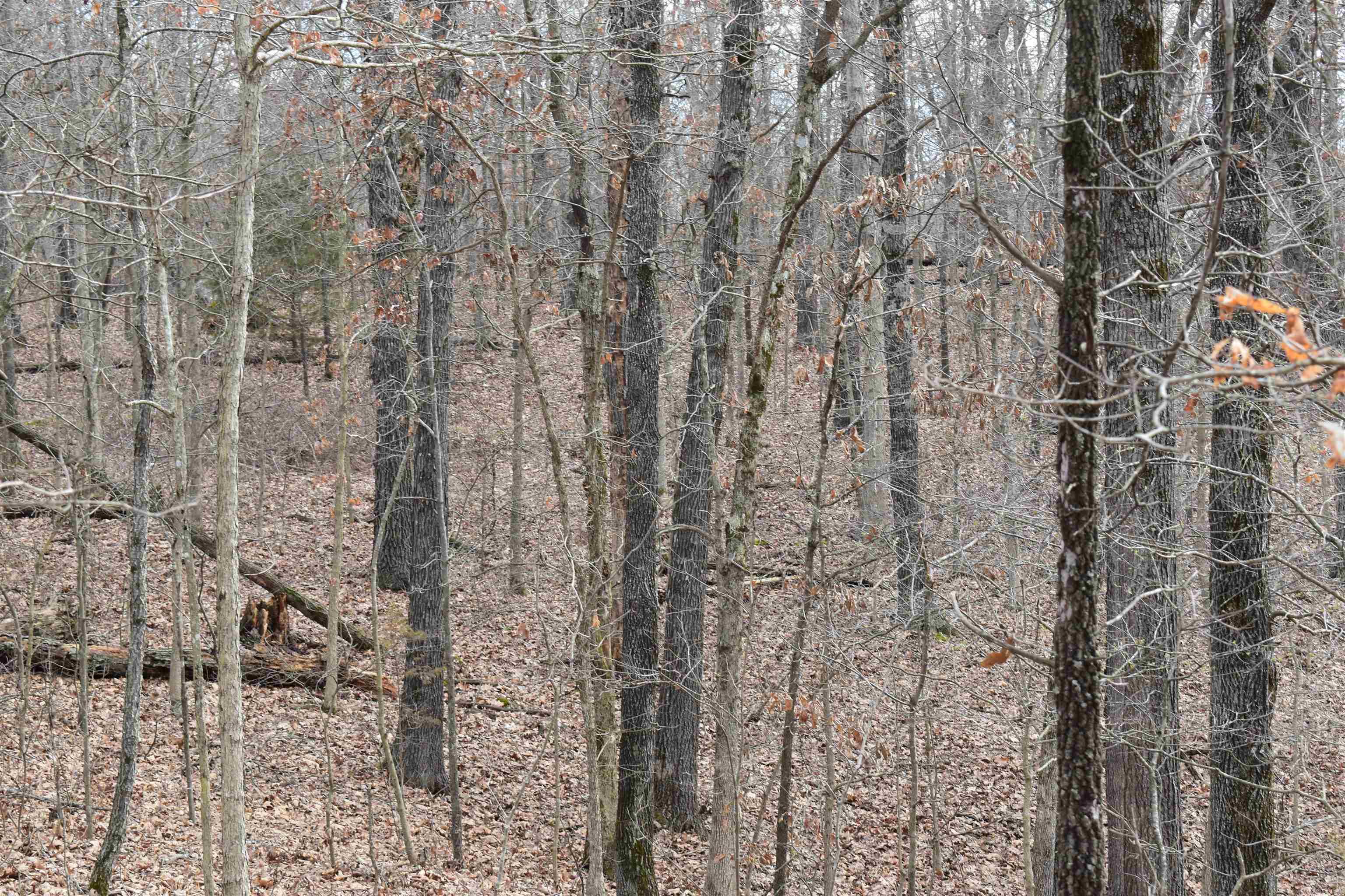 PRICE REDUCED!!!!!! The State Line 9.99 ac will be the perfect investment for a future home or cabin site. Located just a short 30-minute commute from Bentonville this property has all that country living can offer while providing the amenities of the city close by. Completely unspoiled and undeveloped this tract is just waiting for a beautiful home set off the road. Electricity is available from the north about 3/4 mile away or from the west about the same distance. A well and septic would be everything else needed after you choose your spot. The heavily oak-timbered hills provide the perfect setting for a heavy racked buck to slip through trailing a hot doe. Imagine sitting on the porch with a hot cup of coffee watching a big buck dog a doe around or hearing a gobbler sound off in the distance. This place should provide all that and more! Call or text Michael Clayton atĀ 870-818-5418 or send an email to mclayton@mossyoakproperties.com and schedule a tour.