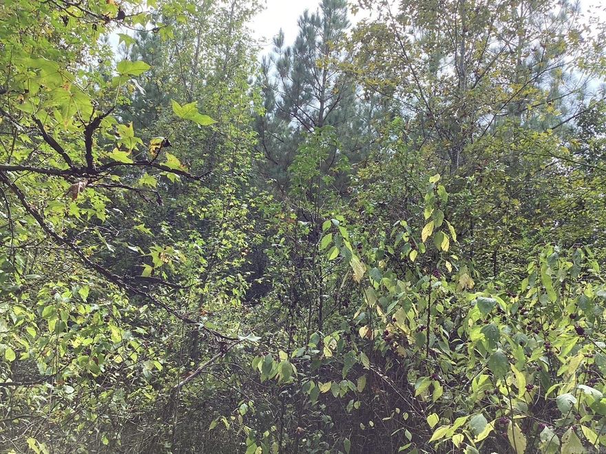 54 acres, has a pond, creek, some timber, private, secluded and sits back off the road.