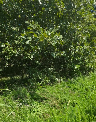 ROCKY RD, BRADFORD, AR 72020 - Image c5e792c4dffc4c98446eb84a670cf316/4043663866