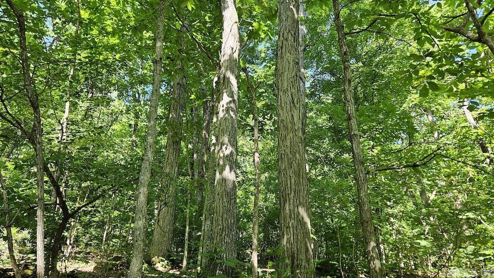 Not in Subdivision - Land