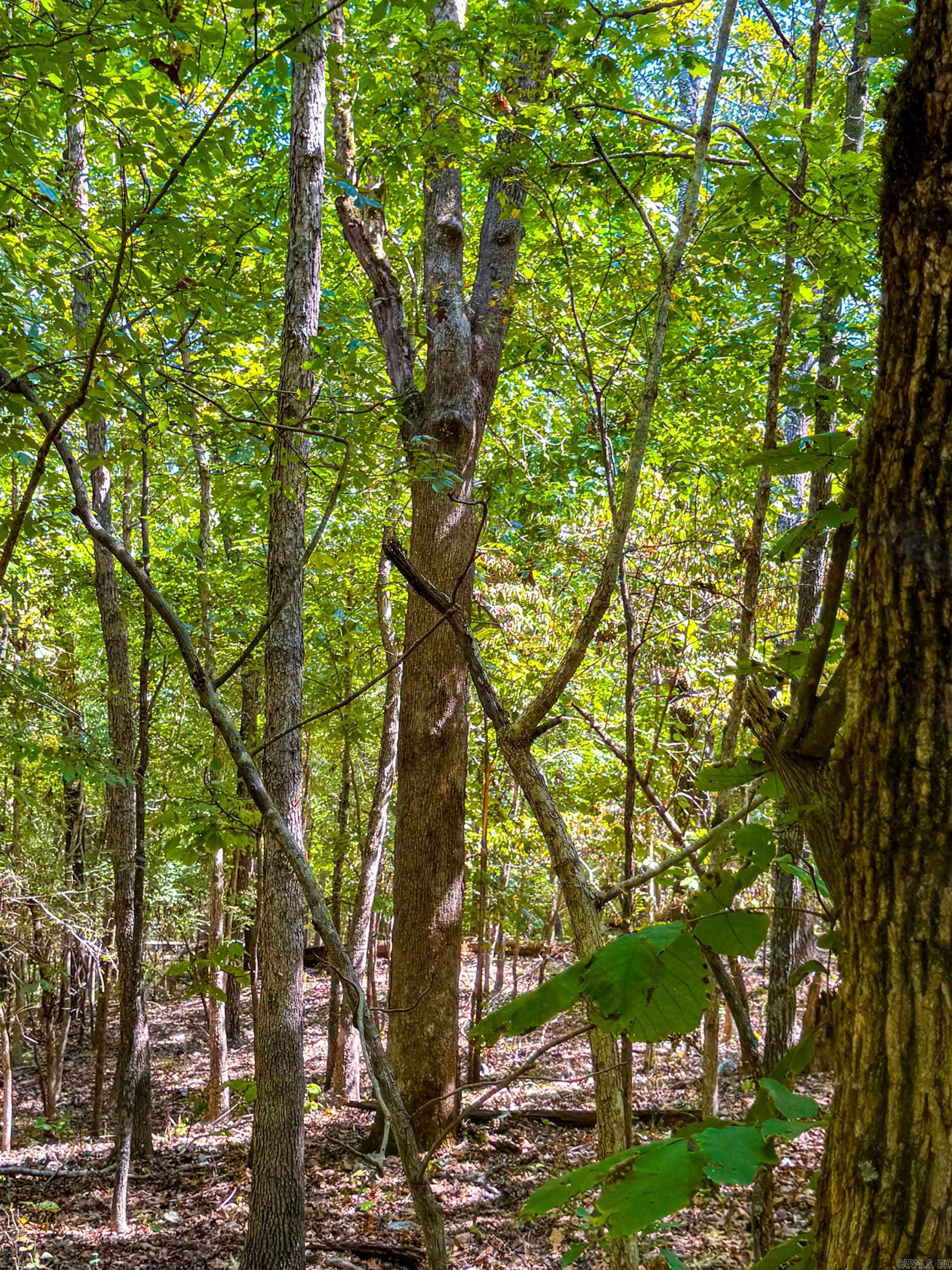 McFadden to the Bluffs - Land