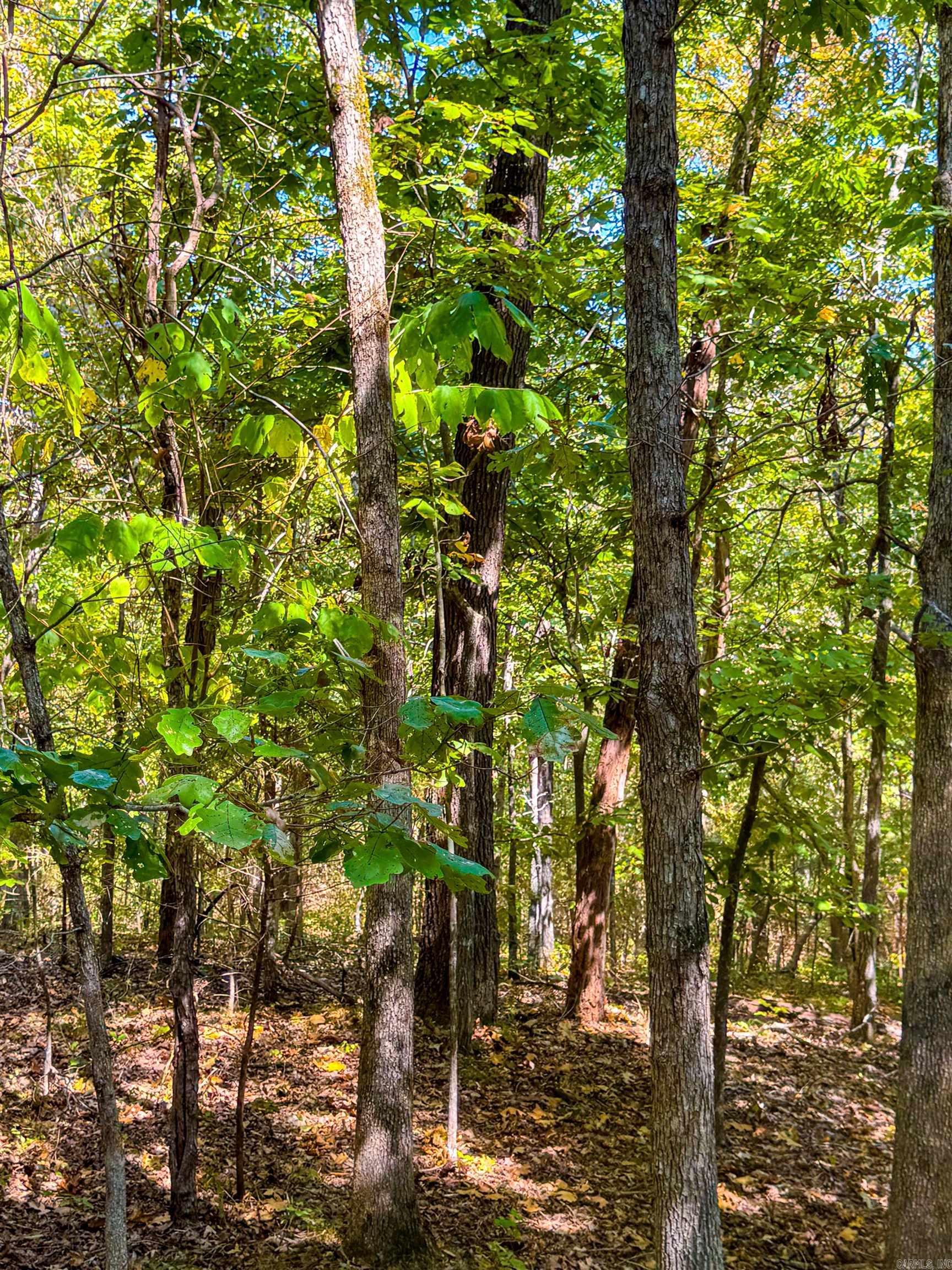 McFadden to the Bluffs - Land
