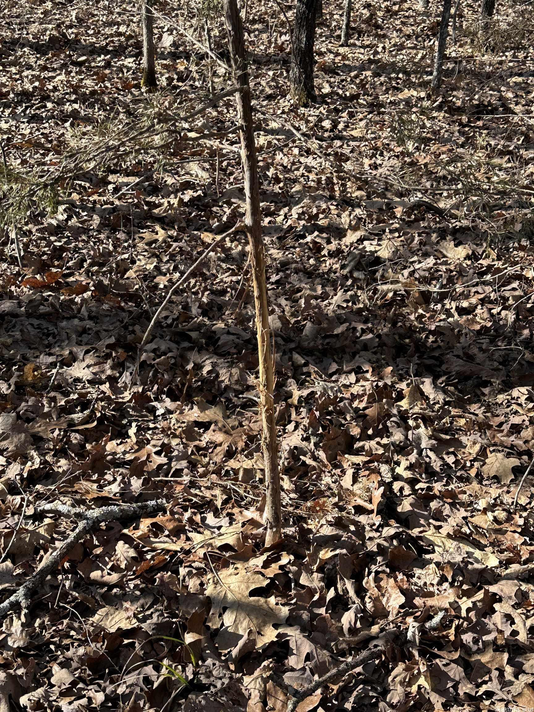 White Horse Mountain - Land