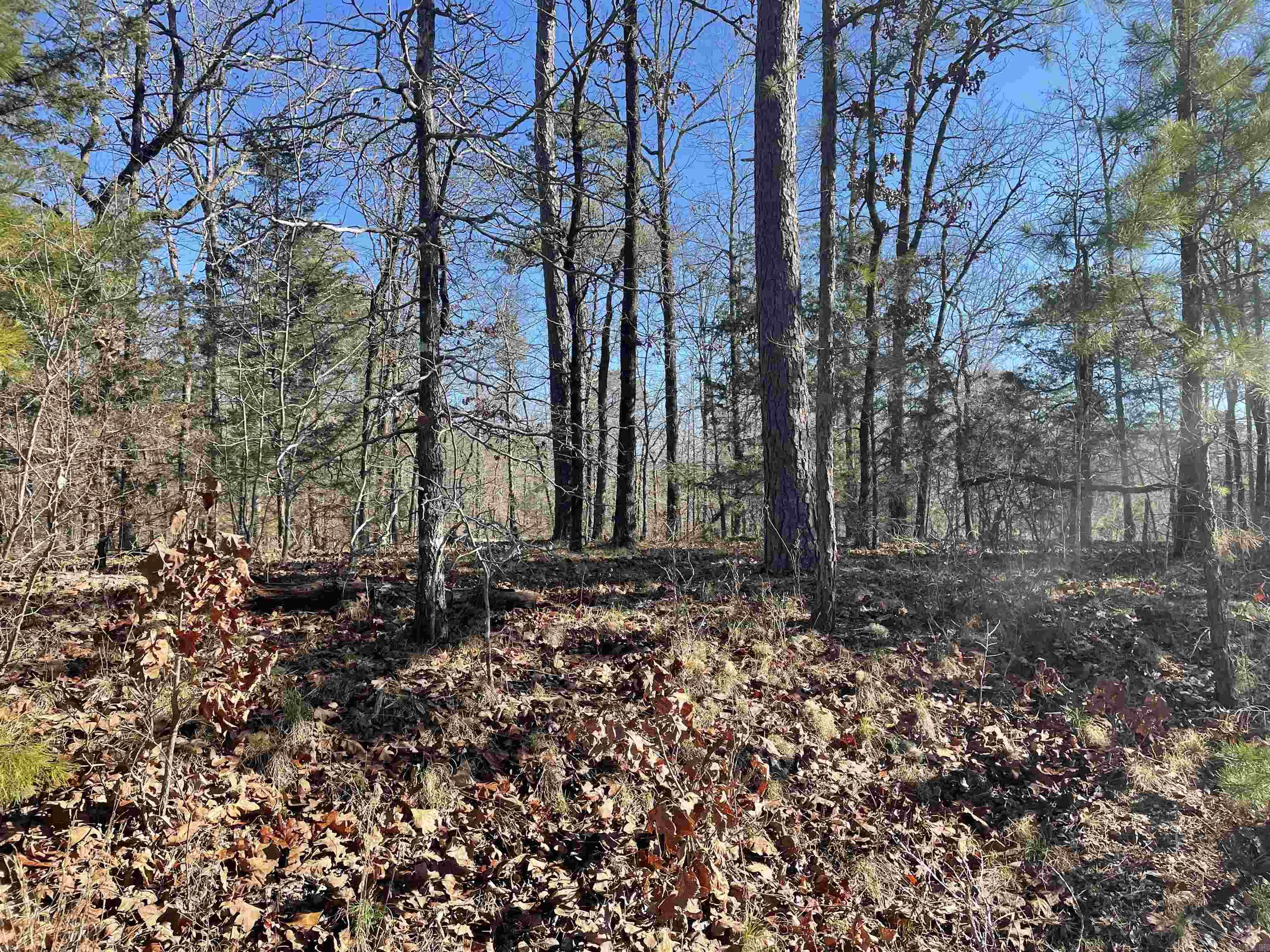 Treed lot. Great building site