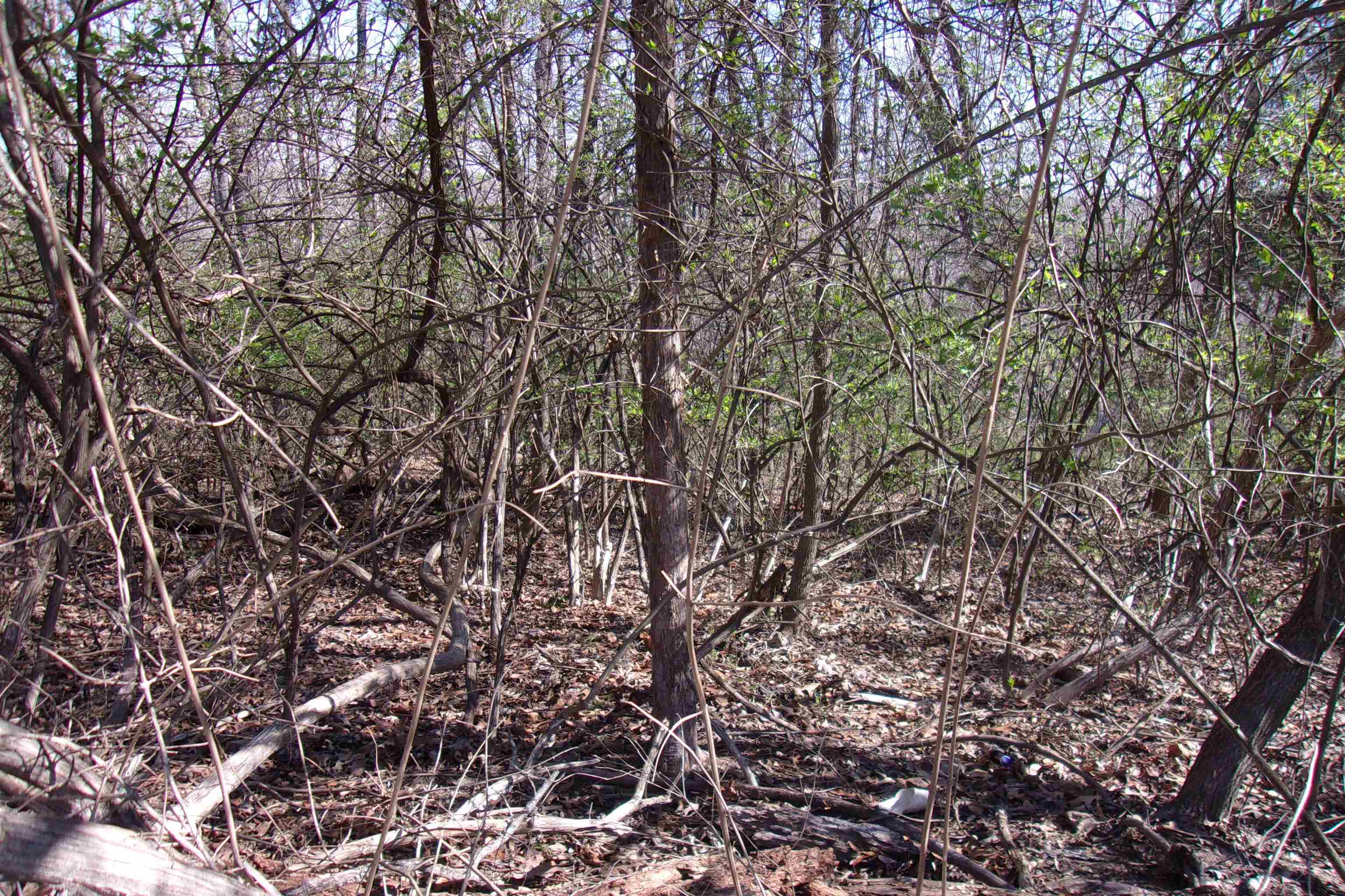 City of Flippin - Land