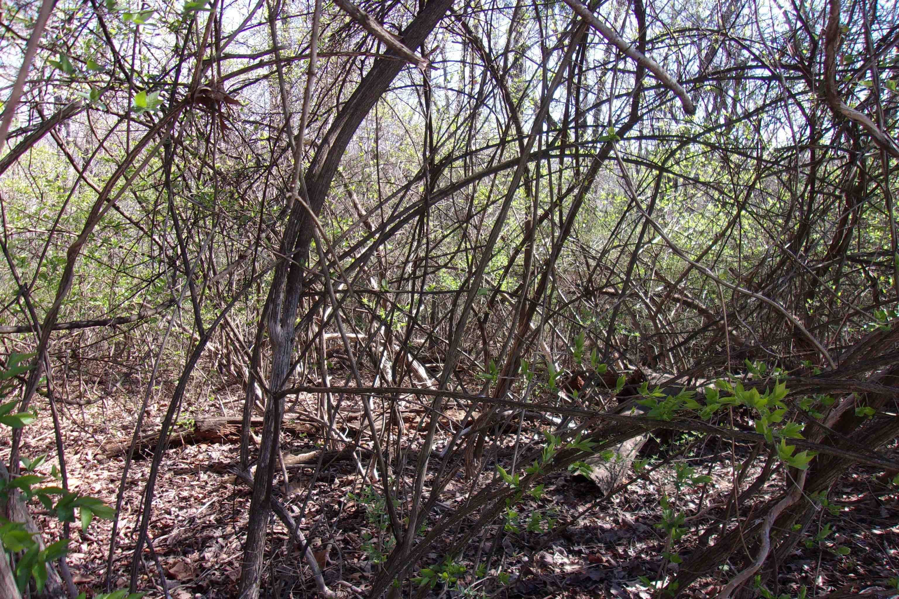 City of Flippin - Land