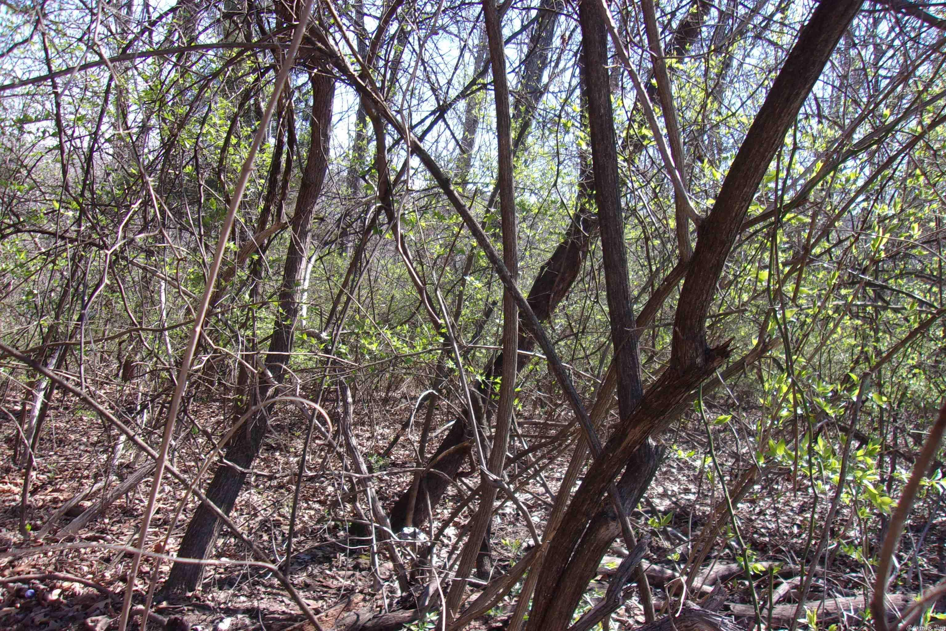 City of Flippin - Land