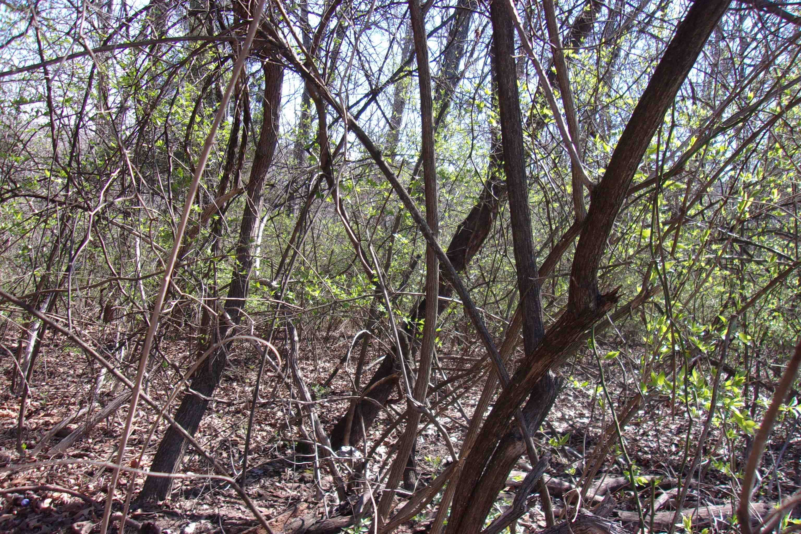 City of Flippin - Land