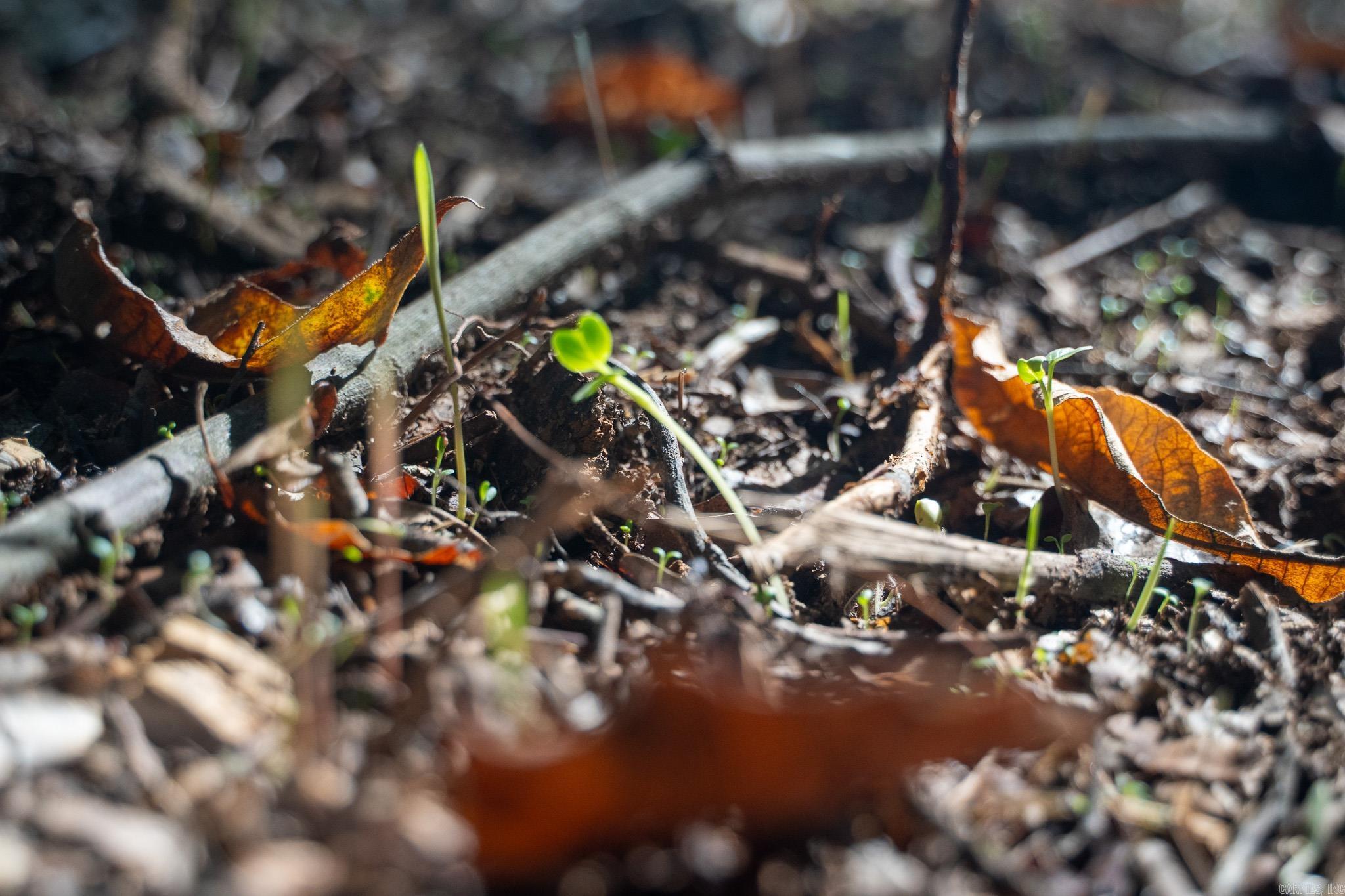 Metes & Bounds - Land