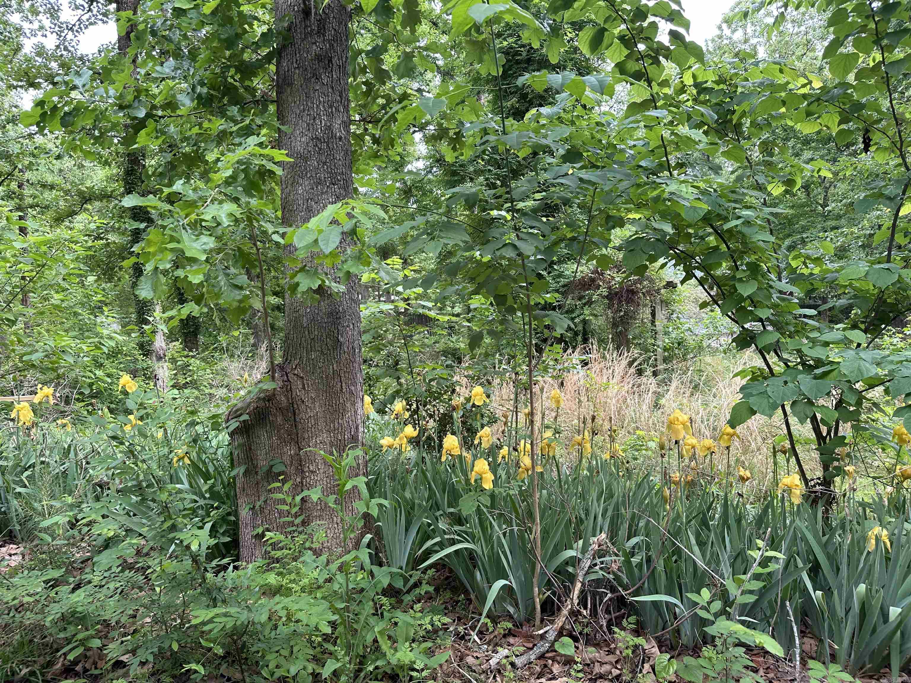 ROYAL OAKS - Residential