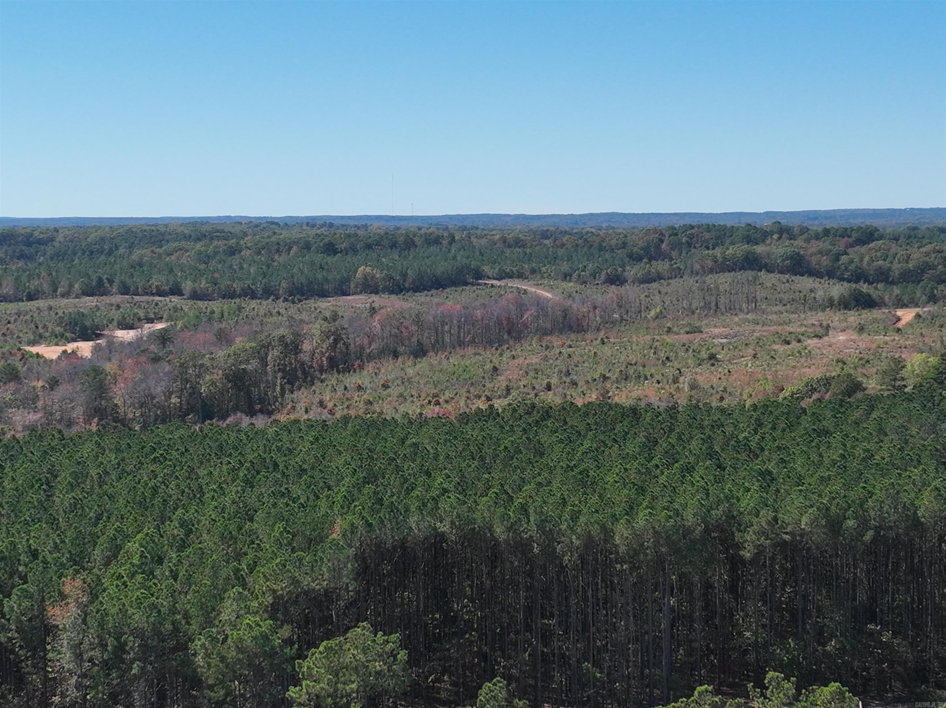 Mountain Pine - Land