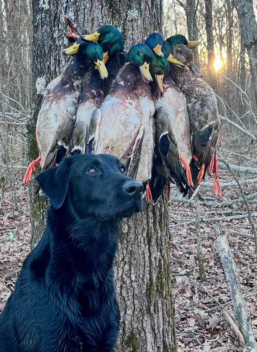 Burnett Bottoms encompasses 505+- acres along the White River, offering a highly functional mix of habitat, water control, and proven hunting success. Rich river-bottom soils, sloughs, and scattered timber create excellent bedding areas and natural movement corridors for wildlife.  The property is equipped with wells and risers, allowing controlled flooding for waterfowl management. Seasonal rises of the White River further enhance the habitat. On January 29, 2026, 55 ducks were harvested, underscoring the property’s waterfowl potential. The tract also has a strong history of producing trophy whitetail deer. (See pictures.)  Enrolled in WRE and enhanced with moist soil units, the property is specifically improved for wintering waterfowl habitat. Large adjoining conservation lands help support wildlife populations while limiting hunting pressure.  River-bottom tracts of this size with managed water, consistent duck success, and substantial White River frontage are increasingly scarce. Burnett Bottoms presents a rare opportunity to own a well-developed recreation-driven property.