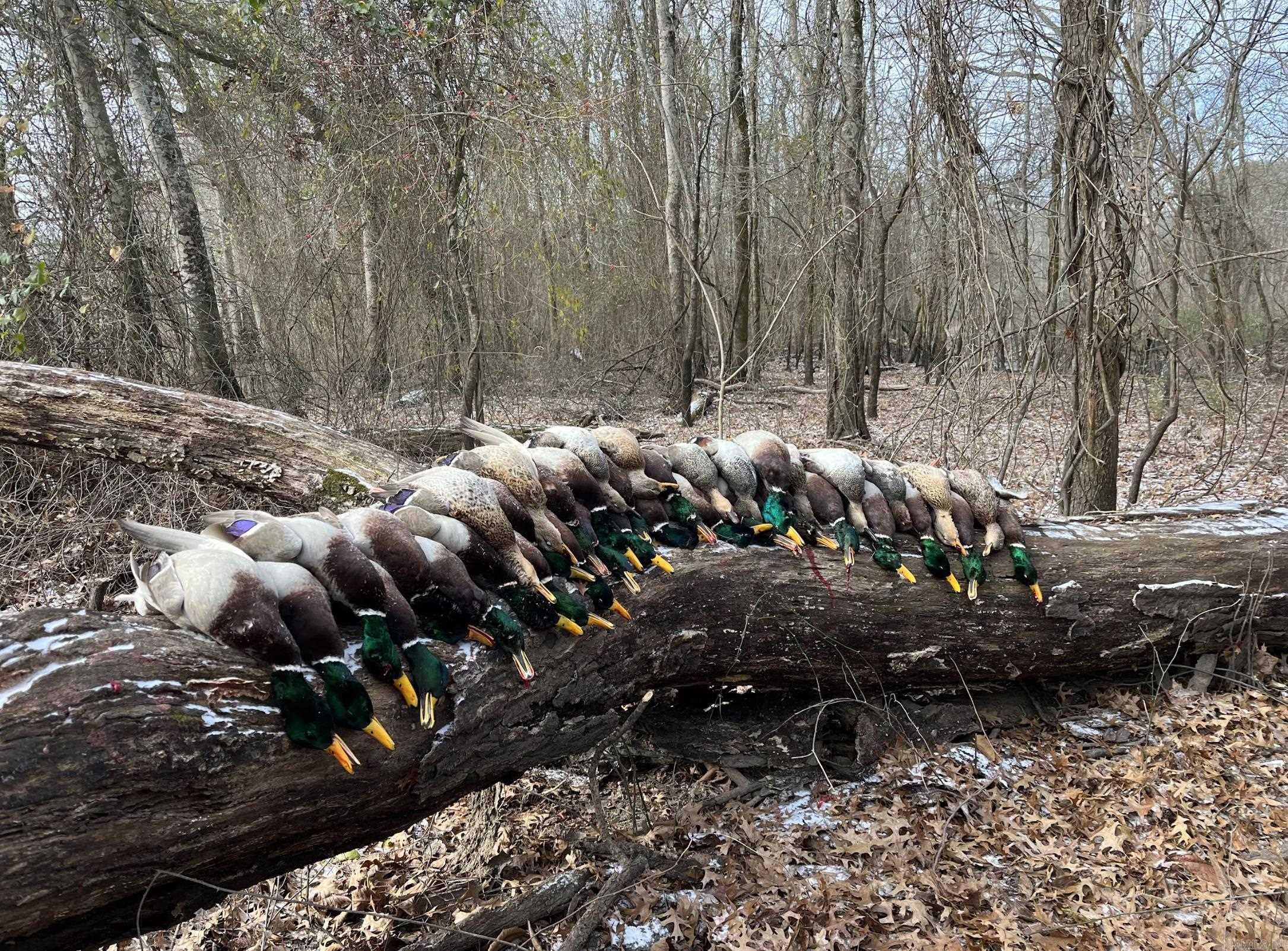 Metes & Bounds - Land