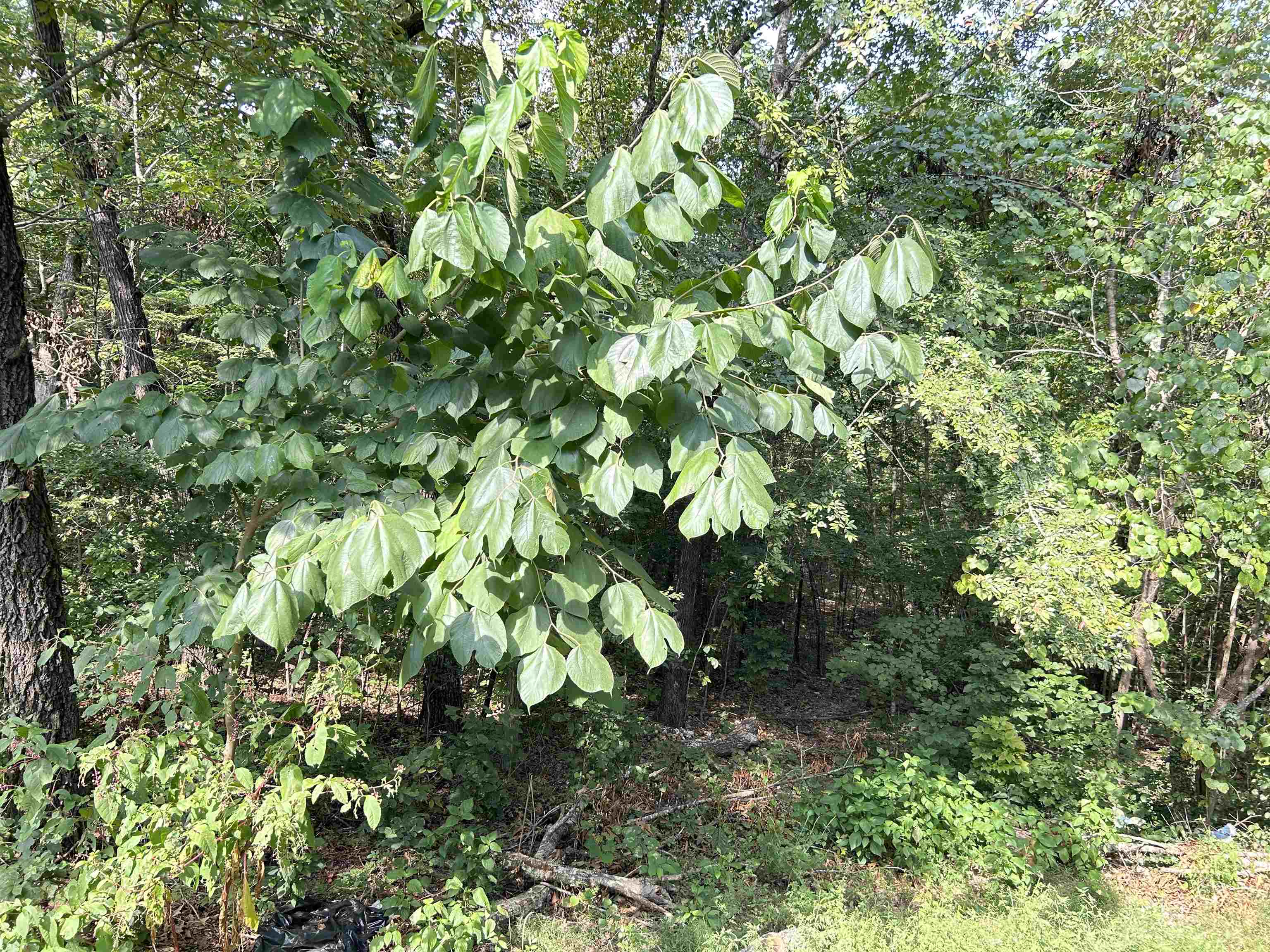 Ojibway First - Residential