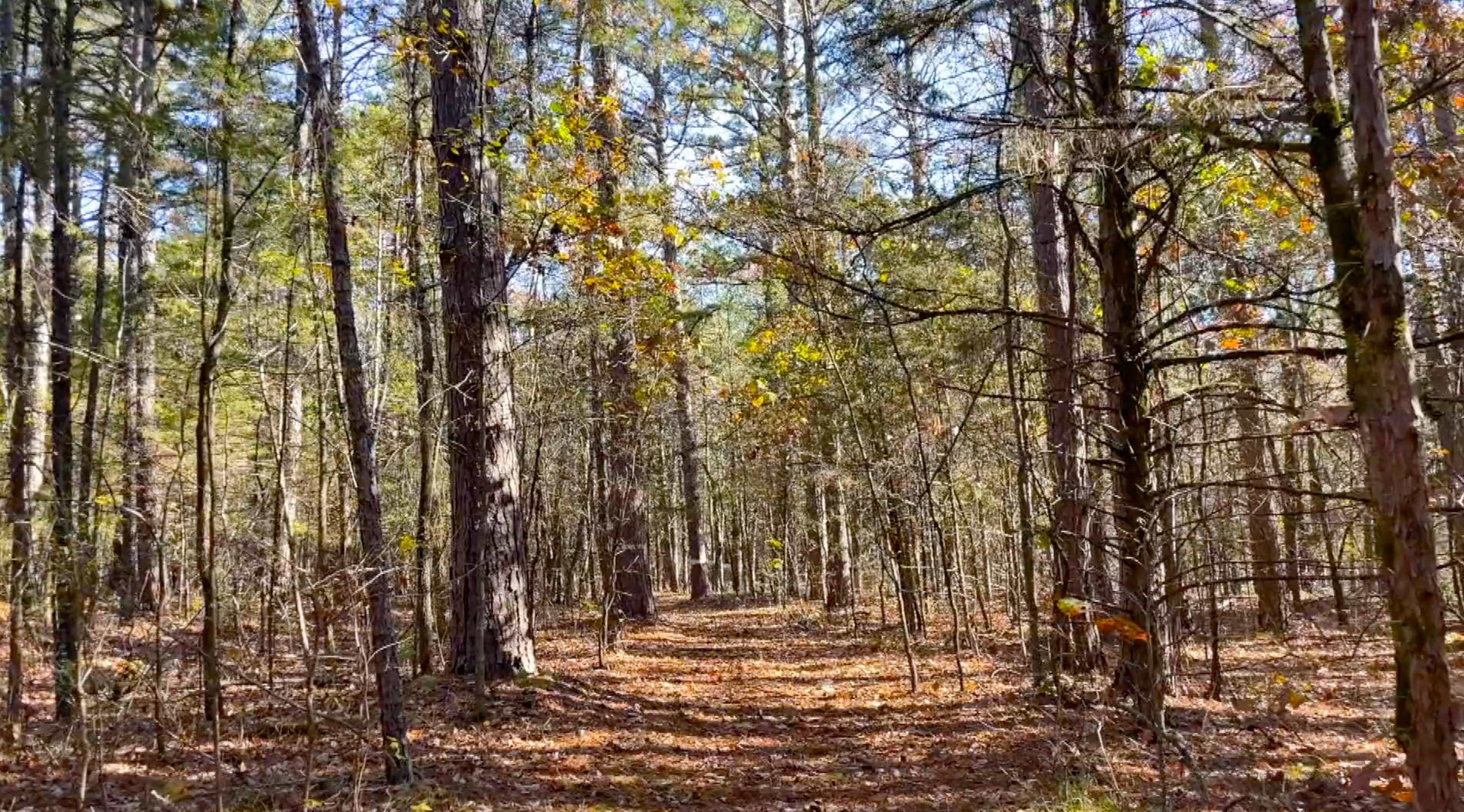 SHILOH LANDING - Land