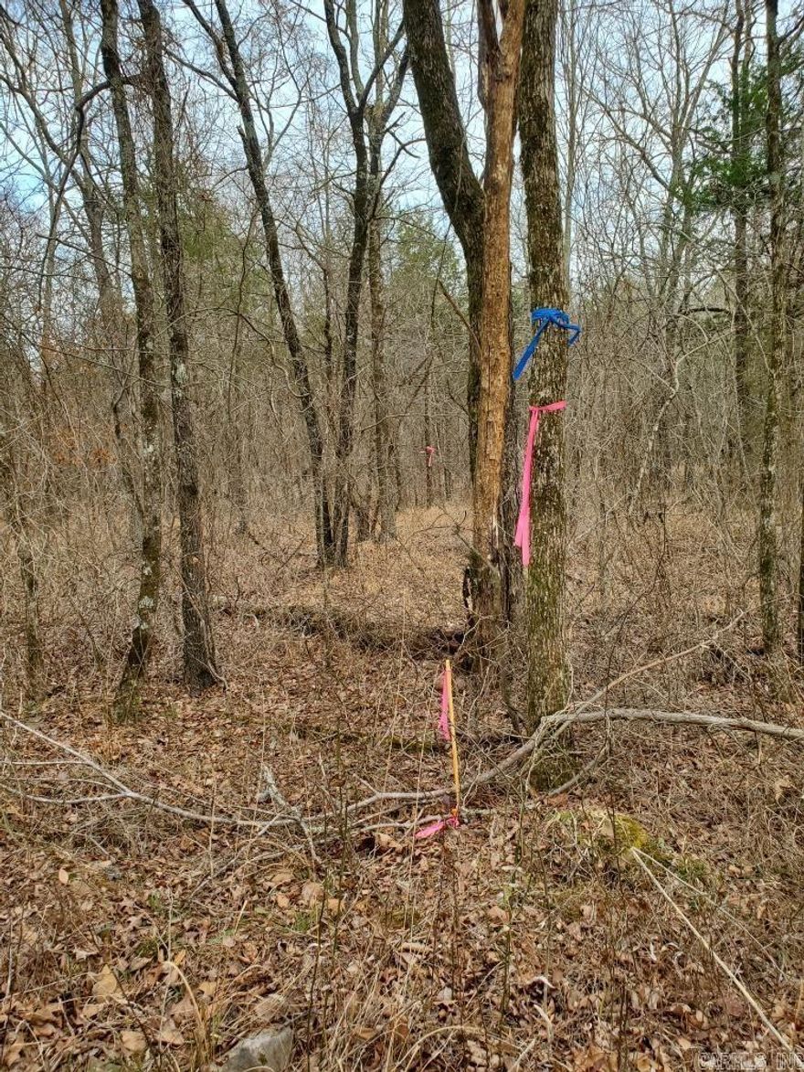 NATIONAL FOREST BOUNDARY FOR 660+ FEET all along the the north boundary.  County road around the south and west boundary, which extends far into the Forest. All wooded with lots of large, mature trees.  ATV trails and other types of recreation are available, such as deer, turkey and small game hunting.  Area suitable for a pond or lake.