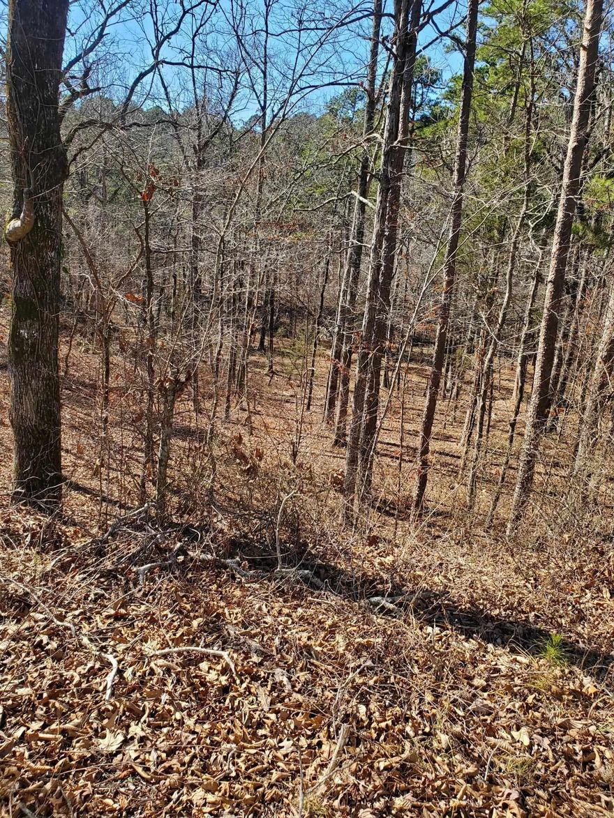 NATIONAL FOREST BOUNDARY FOR 660+ FEET all along the the north boundary.  County road around the south and west boundary, which extends far into the Forest. All wooded with lots of large, mature trees.  ATV trails and other types of recreation are available, such as deer, turkey and small game hunting.  Area suitable for a pond or lake.