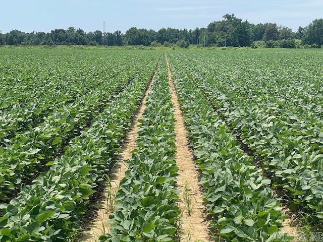 Peoples Company is pleased to bring 1776 acres m/l of irrigated farmland to the market located in Phillips County, AR. The farm is estimated to be 1683 acres in production with 88% or 1480 acres being irrigated. There are 10 pivots irrigating and the balance of the irrigated acres has been land formed for row irrigation. There are 3 groups of farm tracts that are located south of Marvell, AR approximately 7.5 miles. All tracts are located on or near paved roads near the Walnut Corner and Gobel communities and are easily accessible by county road frontage. The farm is conveniently divided into 3 groupings or you can buy in its entirety. Give us a call for the breakdown of the 3 groupings. The farm soil NCCPI rating ranges from 57.53 to 70.92 for the various tracts. The makeup of soils is mainly Loring, Memphis, Falaya, and Calloway silt loam allowing for a diverse crop mix including cotton, corn, soybeans, rice, and wheat. SELLER WILL CONSIDER OFFERS ON INDIVIDUAL GROUPINGS. NOTE PRICES ON UPLOADED BROCHURE OR CALL AGENT.