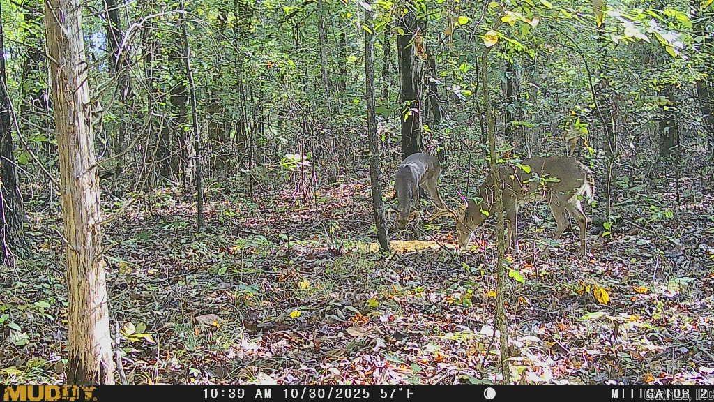 Westwood Acres - Land