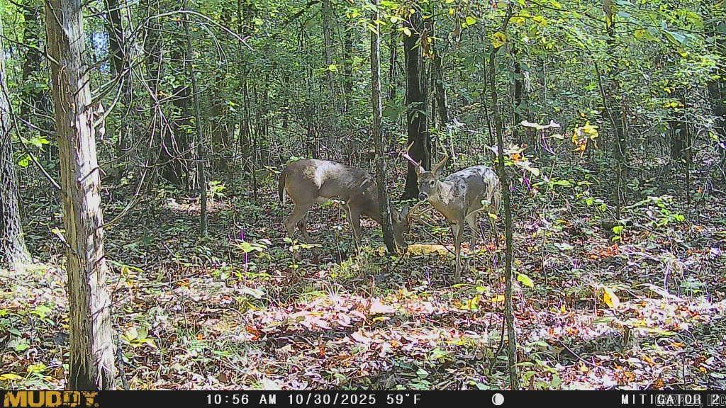 Westwood Acres - Land