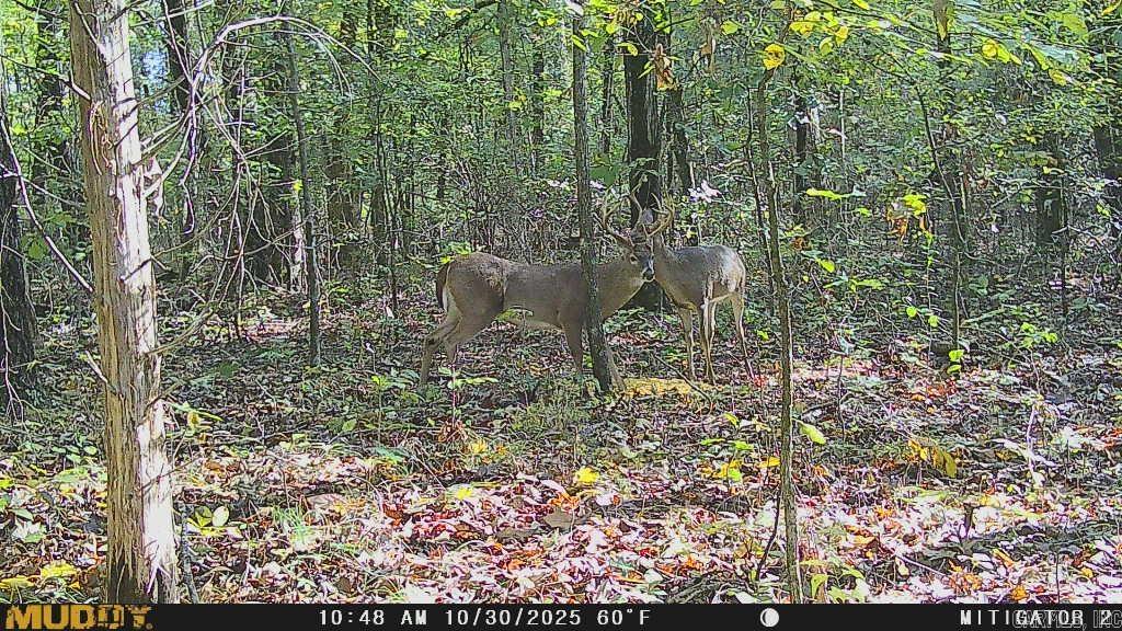 Westwood Acres - Land