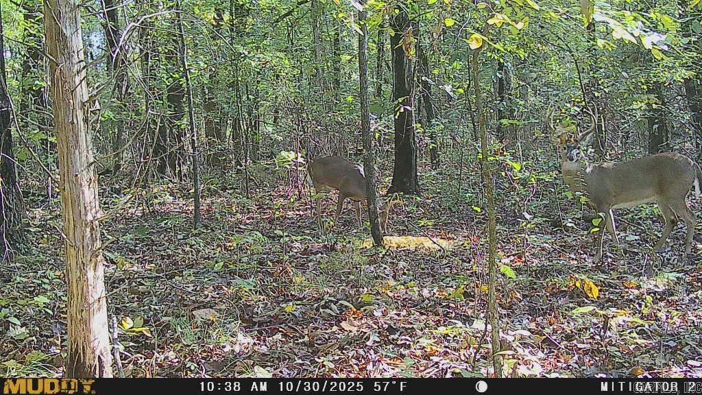 Westwood Acres - Land