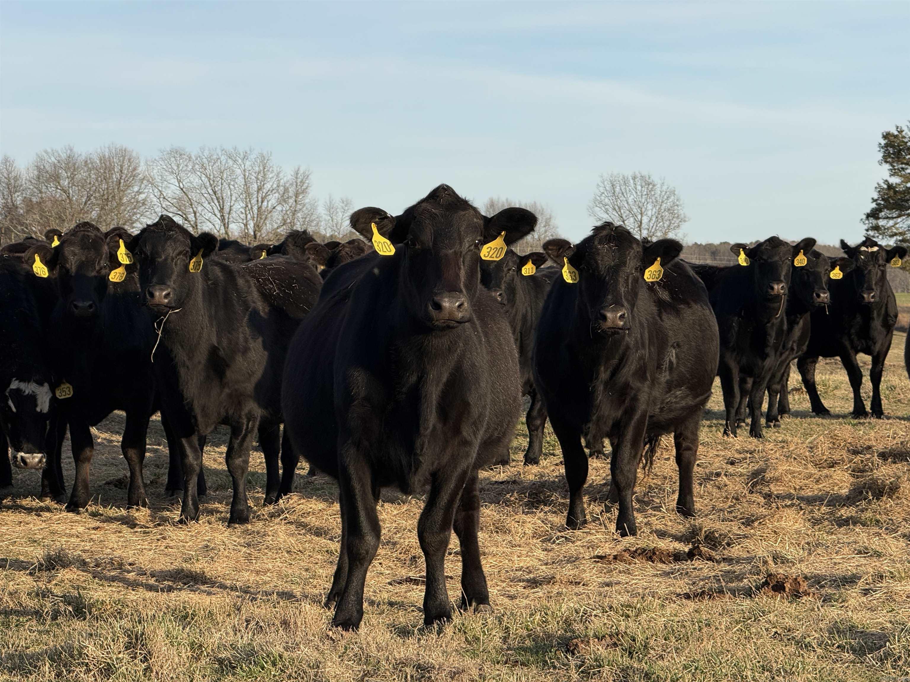 Metes & Bounds - Farm