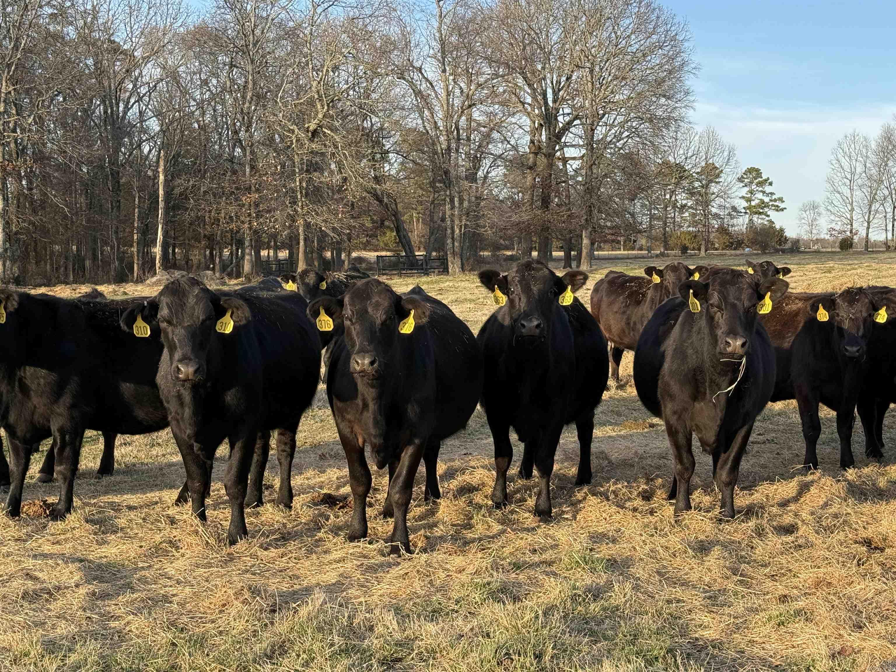 Metes & Bounds - Farm