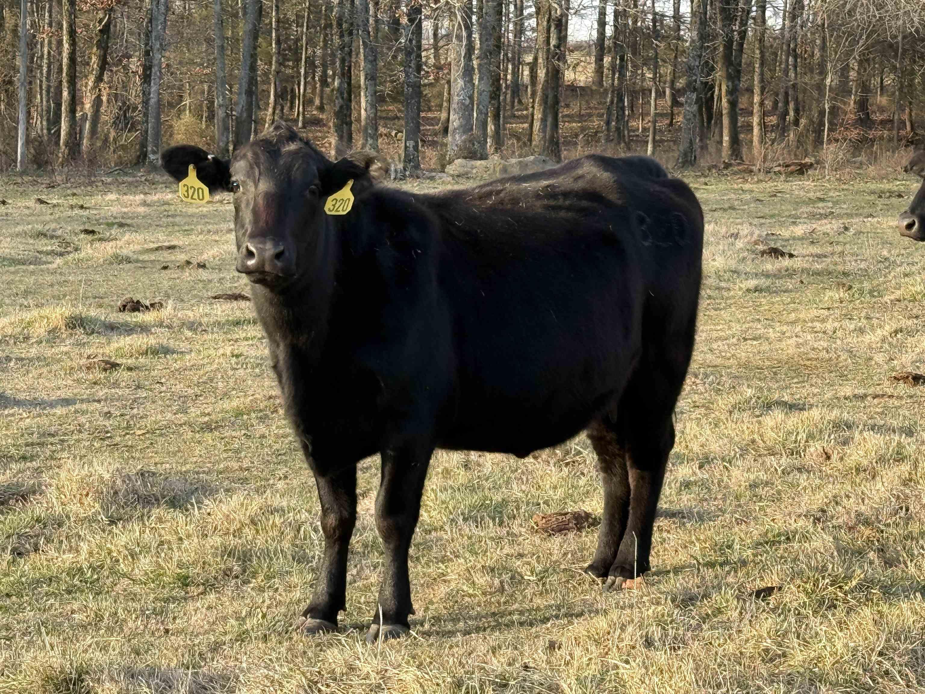 Metes & Bounds - Farm