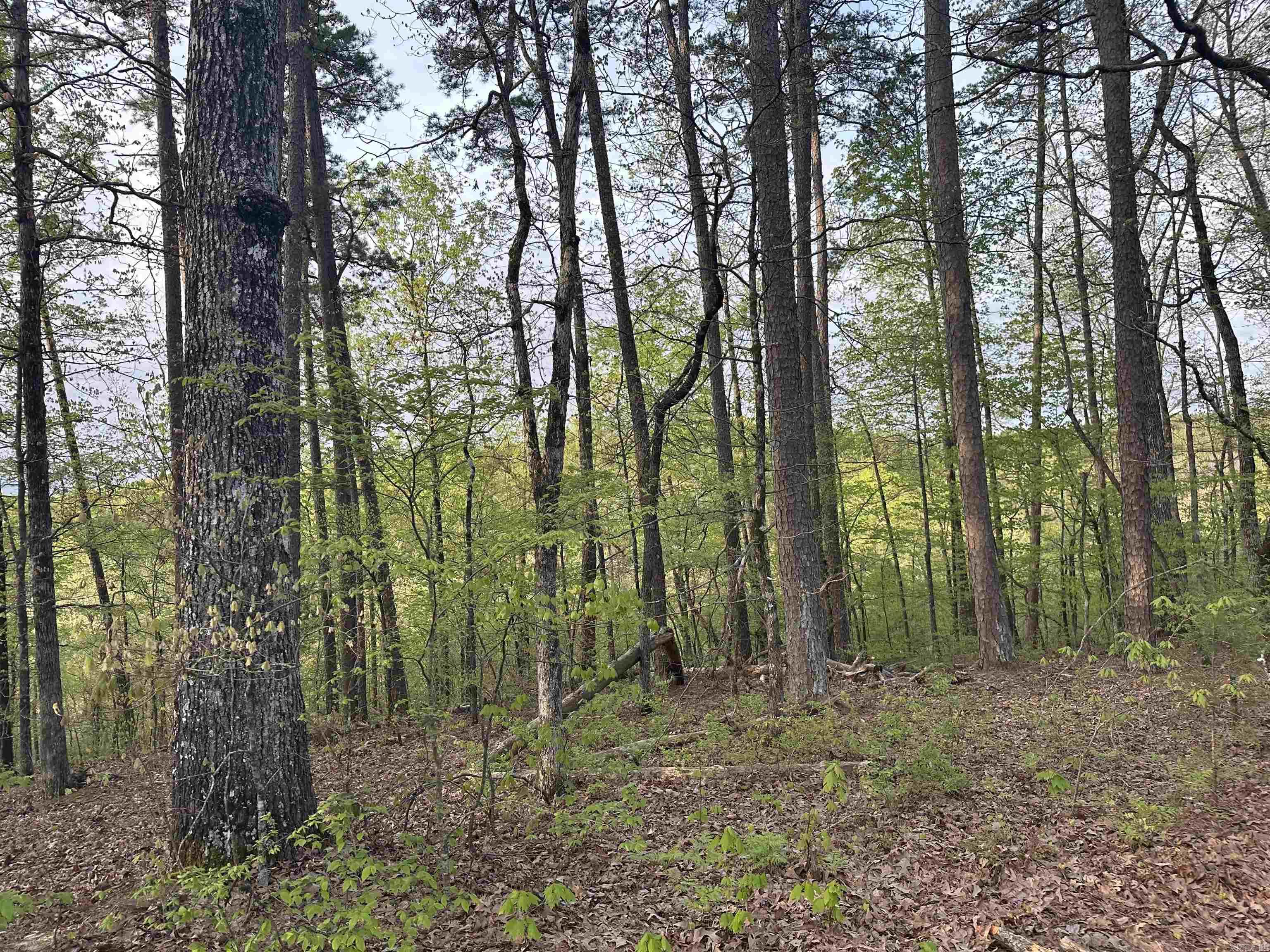 Treed lot.