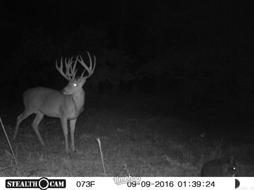 This is your opportunity to purchase a bottomland hardwood tract joining the Raft Creek WMA in the White River bottoms.  This property is accessed via deeded easement from Jones Island Road just West of Georgetown.  Once inside the gate, there is a good internal trail system that makes it easy to navigate.  This area is very well known as one of the best waterfowl areas of the state and sits just 1 mile from Fowler's Point Duck Club.  This tract has produced many mallards for the owners over the years when the White River and Raft Creek are out of their banks pushing water into these woods.  Before the river has a chance to flood it for waterfowl, it has consistently produced true trophy whitetails as you will see in the pictures.  There are two established food plots that function perfectly for both deer and waterfowl.  Turkeys are also no stranger to the area making this a great investment opportunity for the outdoorsman that enjoys hunting all the wildlife Arkansas has to offer throughout the year.  There are two lodges for sale only 1 mile from the gate if you are also looking for a camp in the area.  There is a Right of First Refusal on this property.