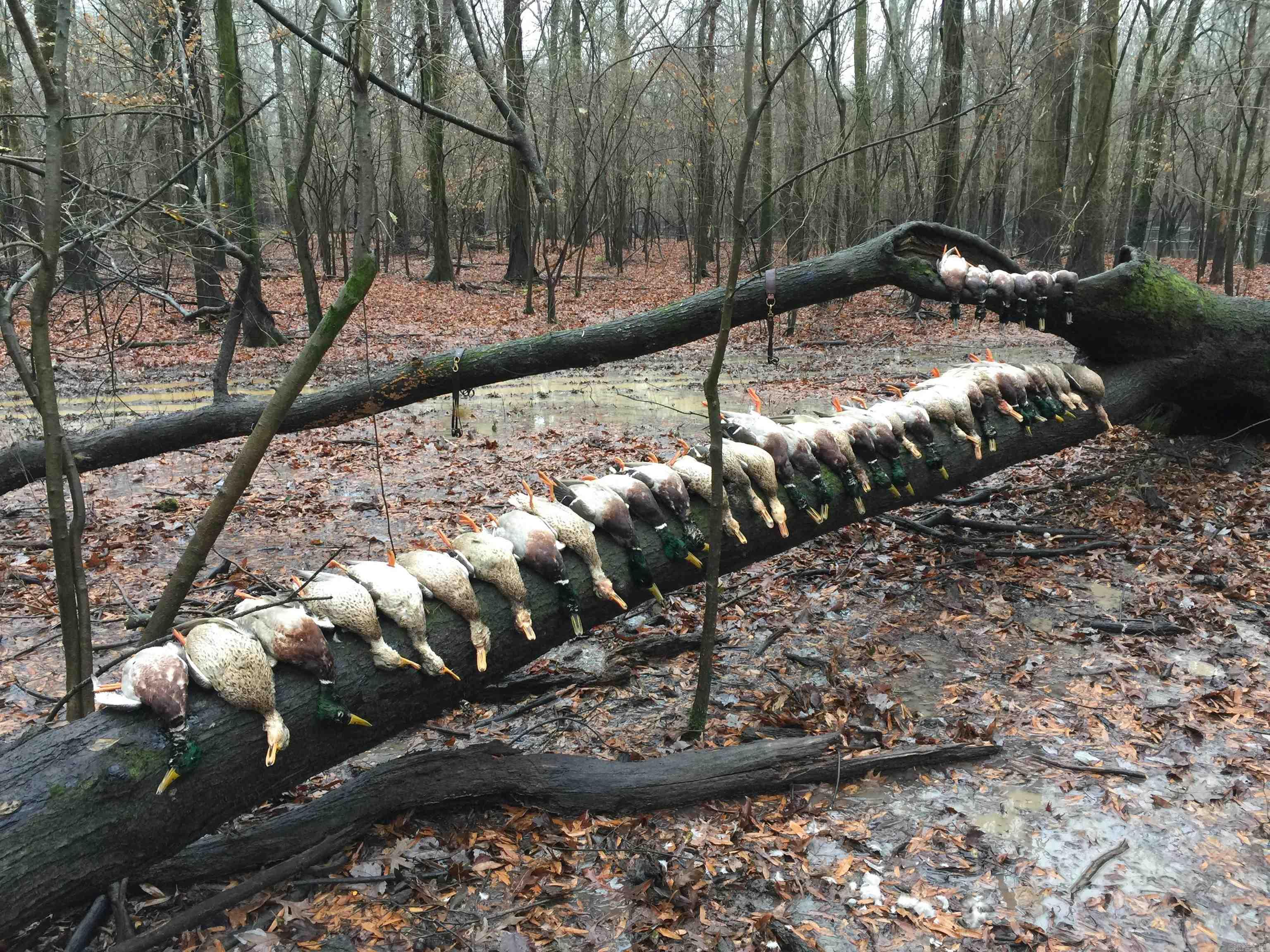 Metes & Bounds - Land