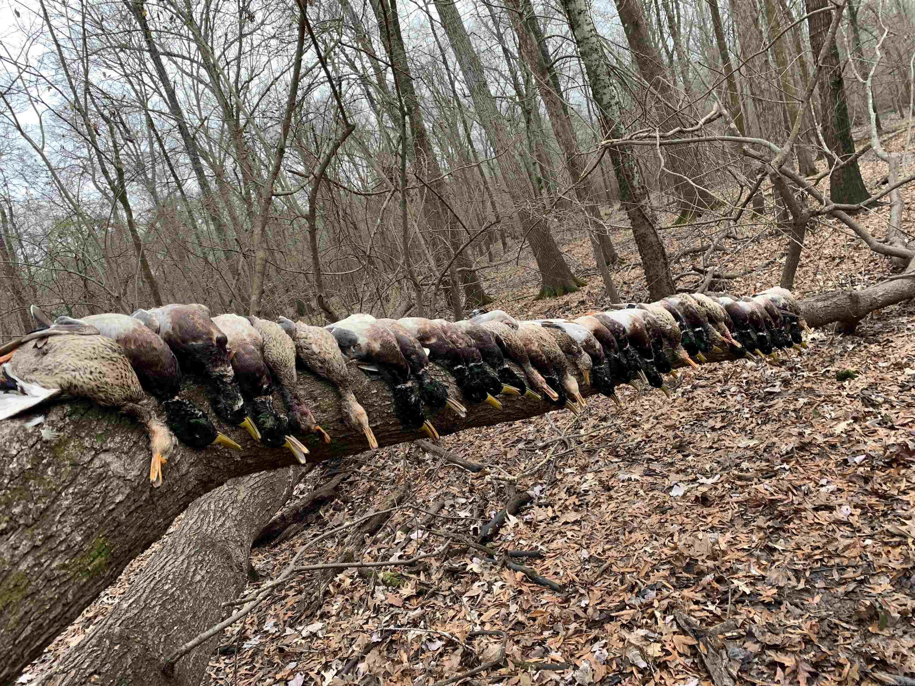 Metes & Bounds - Land