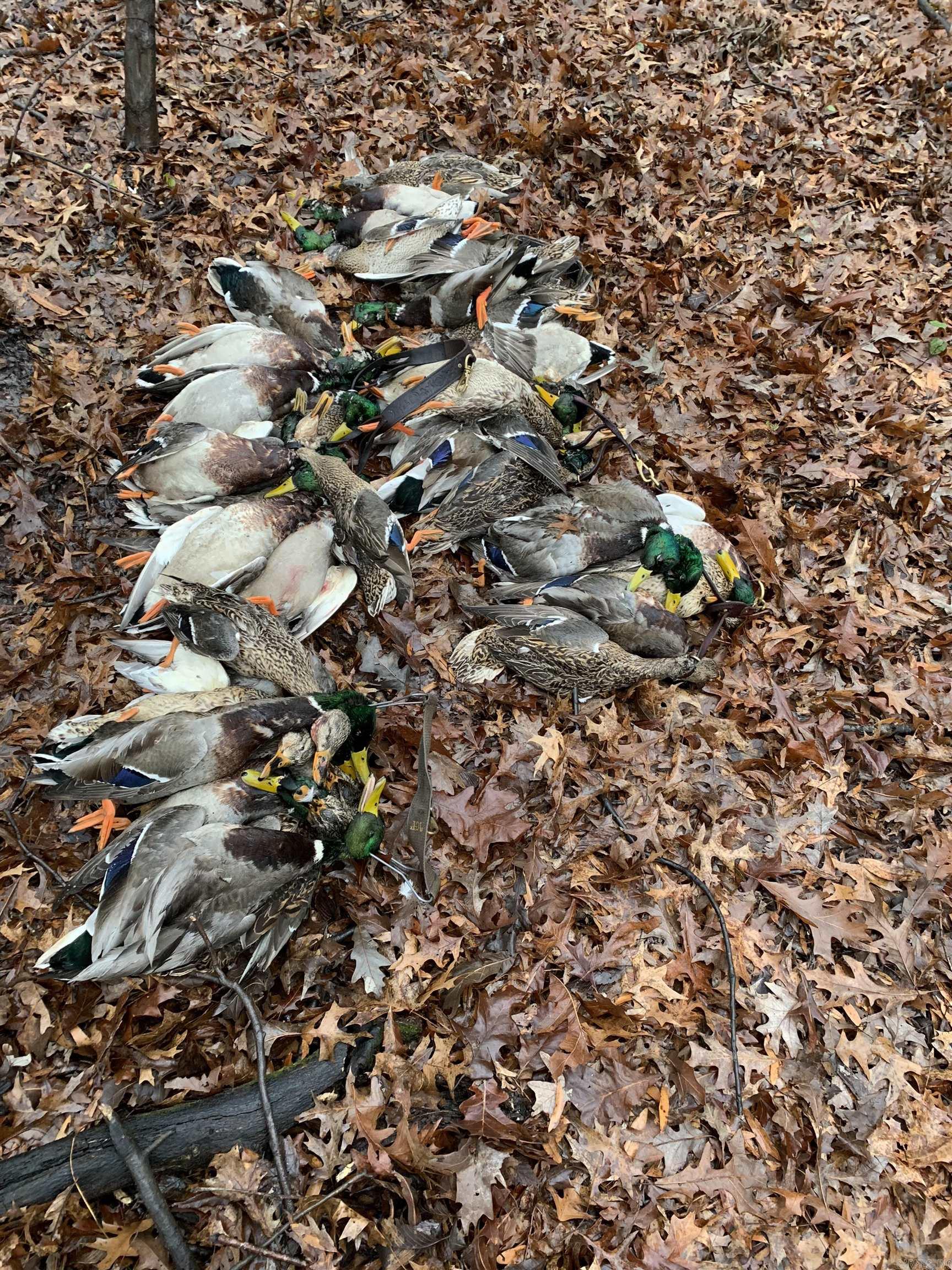 Metes & Bounds - Land