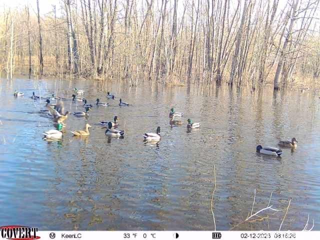 $2,250/acre...it is a rarity to see impounded duck hunting property for anything close to this price. Deer, ducks, & turkeys are one property is especially rare in Arkansas. The entire East side is leveed with 2 wells and accompanying power units. Being close to Big Lake and directly joining the St. Francis Sunken lands puts you in the middle of known duck hunting. Excellent deer hunting with 4 bucks seen on the first trip to the property. 45 minutes from Jonesboro, 55 minutes from Memphis.