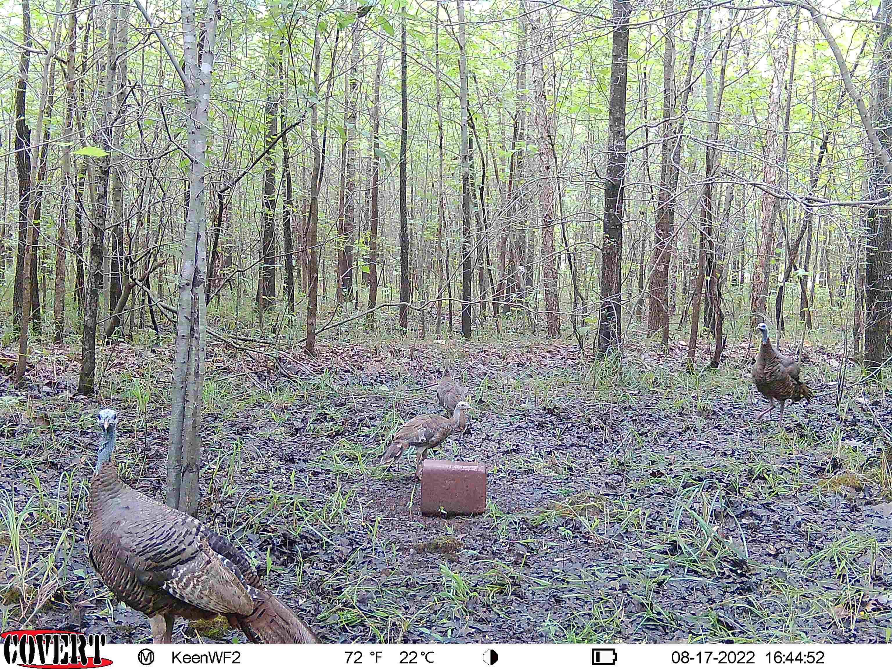 Metes & Bounds - Land