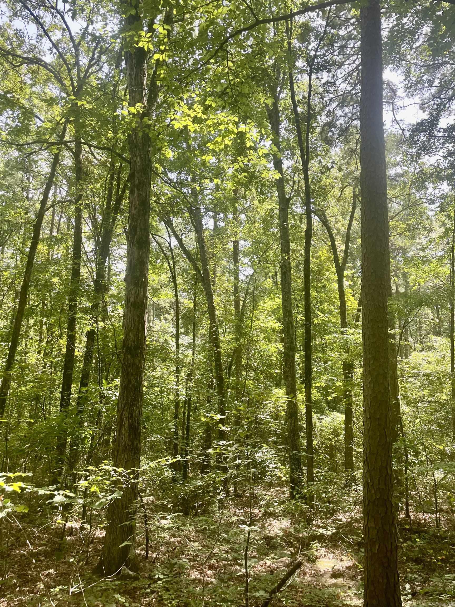 Discover an excellent hunting property just outside of Batesville, Arkansas, in the quaint town of Oil Trough. If you've been searching for the perfect piece of land teeming with wildlife, this is the one. This property is a haven for hunters, featuring abundant whitetail deer, tom turkey, and smaller game like squirrels and rabbits. The woods are rich with wildlife, making it an ideal spot for your hunting adventures. Situated in Independence County, this property offers convenient access via an easement off Backland Road, a paved road leading to your secluded retreat. Perched on a tall hill just before the land flattens out, this property provides an elevated vantage point. Imagine the breathtaking views that would unfold if the trees were cleared—an expansive panorama of the surrounding countryside. Don't miss your chance to own this slice of the Ozarks!