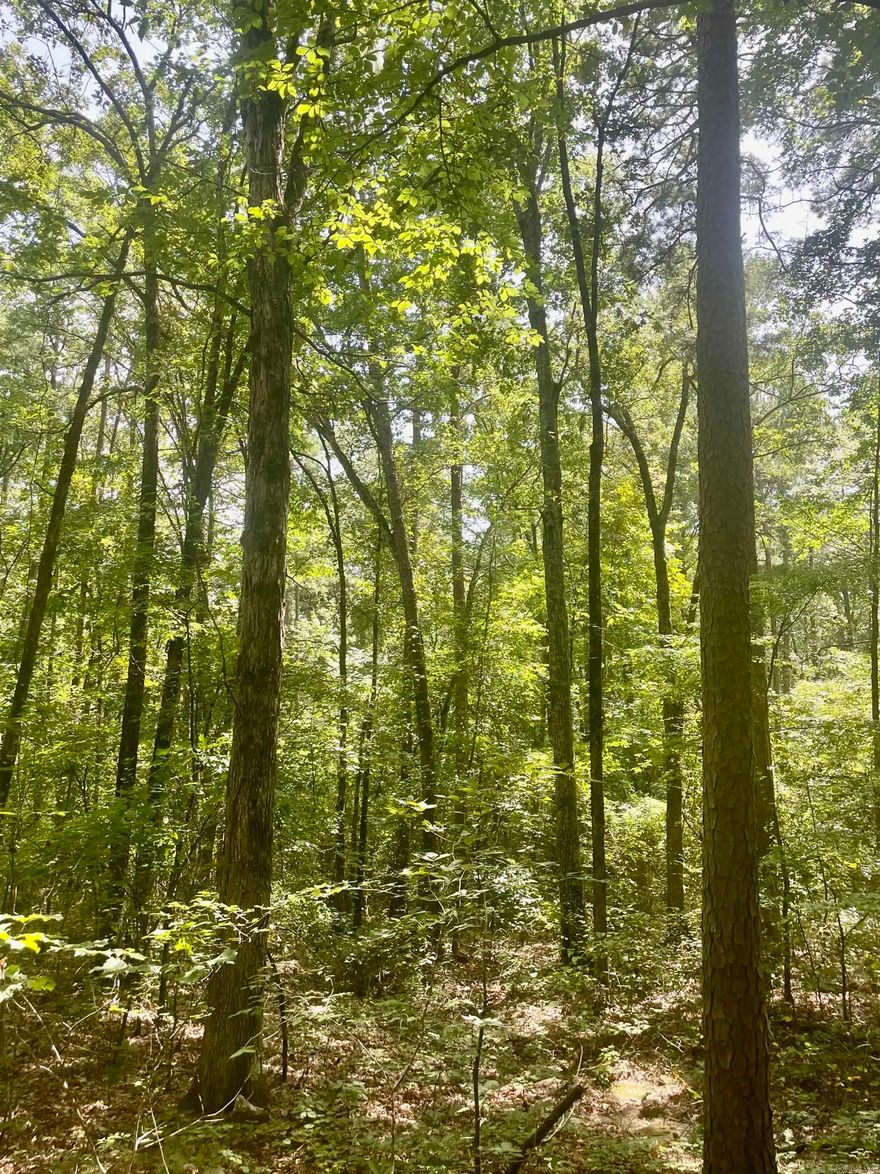 Discover an excellent hunting property just outside of Batesville, Arkansas, in the quaint town of Oil Trough. If you've been searching for the perfect piece of land teeming with wildlife, this is the one. This property is a haven for hunters, featuring abundant whitetail deer, tom turkey, and smaller game like squirrels and rabbits. The woods are rich with wildlife, making it an ideal spot for your hunting adventures. Situated in Independence County, this property offers convenient access via an easement off Backland Road, a paved road leading to your secluded retreat. Perched on a tall hill just before the land flattens out, this property provides an elevated vantage point. Imagine the breathtaking views that would unfold if the trees were cleared—an expansive panorama of the surrounding countryside. Don't miss your chance to own this slice of the Ozarks!