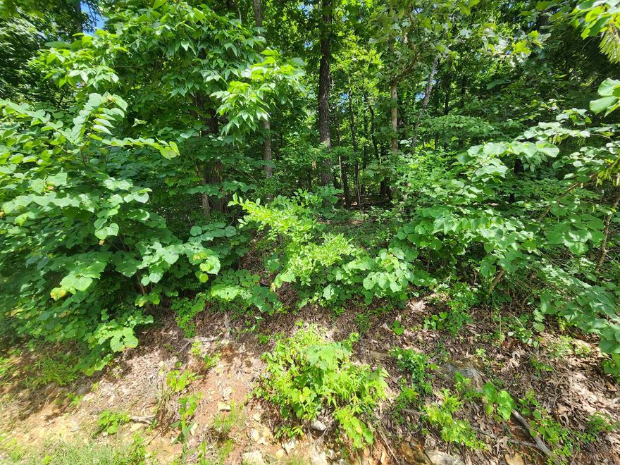 Lake Thunderbird, LAKE-VIEW LOT... Come see the view from the point where this wonderful, wooded, lake-view lot on Beautiful Lake Thunderbird in Cherokee Village is located. Lake Thunderbird offers 264 acres of freshwater fishing, skiing and boating. Come pick out your building spot for your new home on this lot with wonderful views of the sunrise over lake Thunderbird. Just a short distance from the Thunderbird Center for all your summer swimming needs sits almost 1/2 an acre to build your forever home on. Don't forget that Cherokee Village has 6 other lakes to wet a line and the Southfork River flowing through it for more fishing or just taking a lazy trip floating down the river. Cherokee Village also has not one but two 18-hole golf courses for you to work on your game.