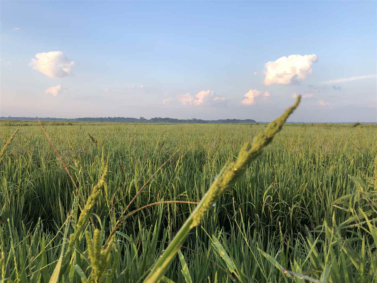 This Woodruff County Farm is in a great location with US Hwy. 64B road frontage, and located between McCrory and Patterson. The grainery at Patterson is located less than 1/2 mile from the farm. This farm is 455+- contiguous acres with 387.85 FSA acres that are currently in cultivation growing rice, corn, and soybeans. The water is plentiful with 5 wells, and a large drain. Great deer and duck hunting with 42+- acres of timber, and less than 1 mile from the Cache River. (Minerals do not convey.)