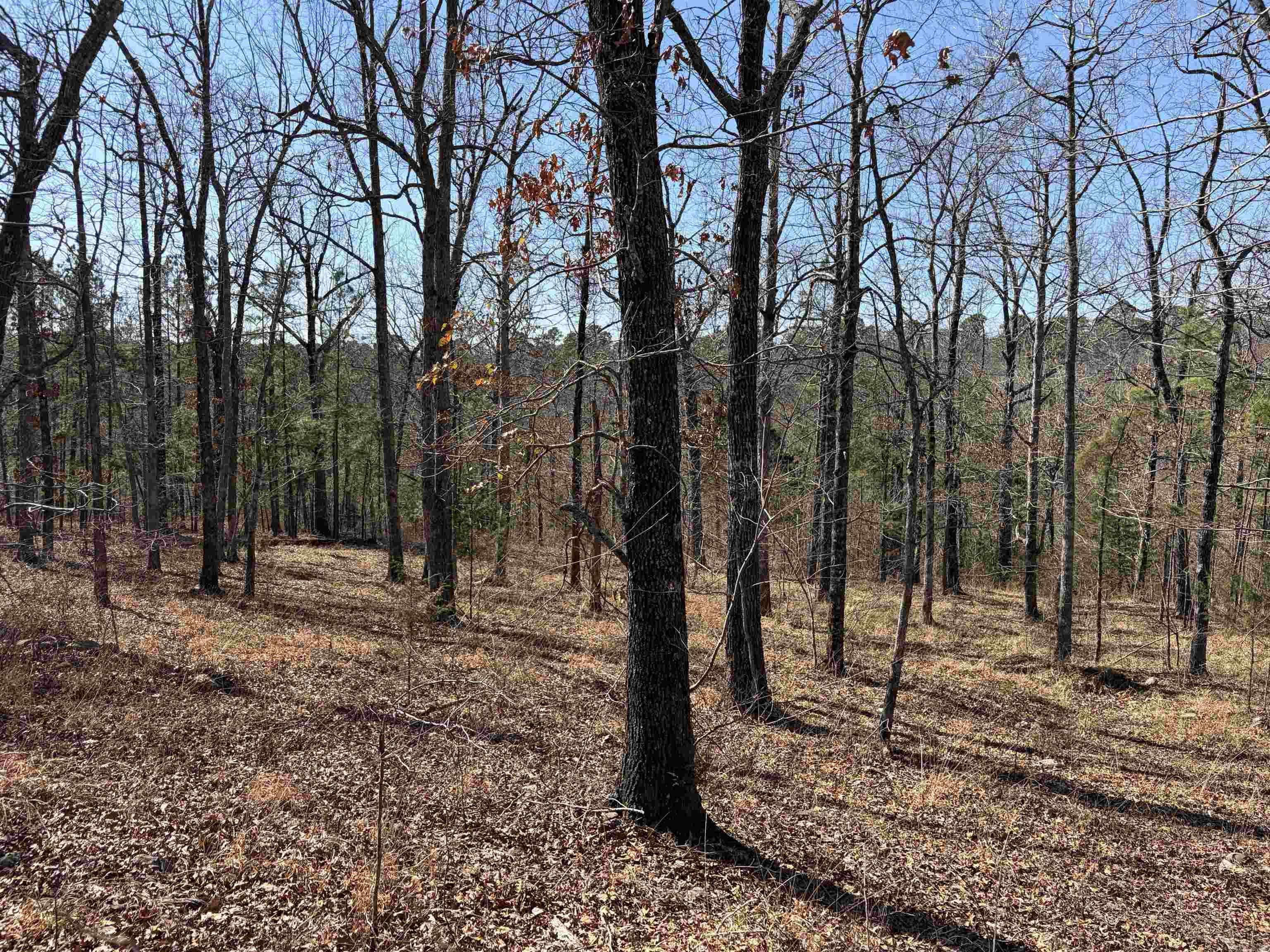 DOGWOOD SPRINGS - Residential